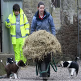 One of the many  constant jobs with dogs